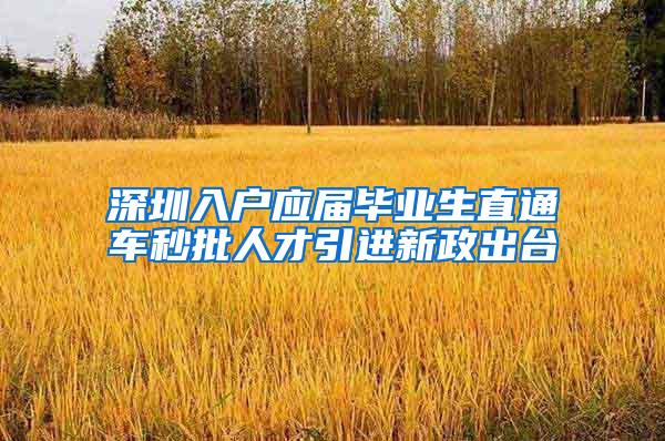 深圳入户应届毕业生直通车秒批人才引进新政出台